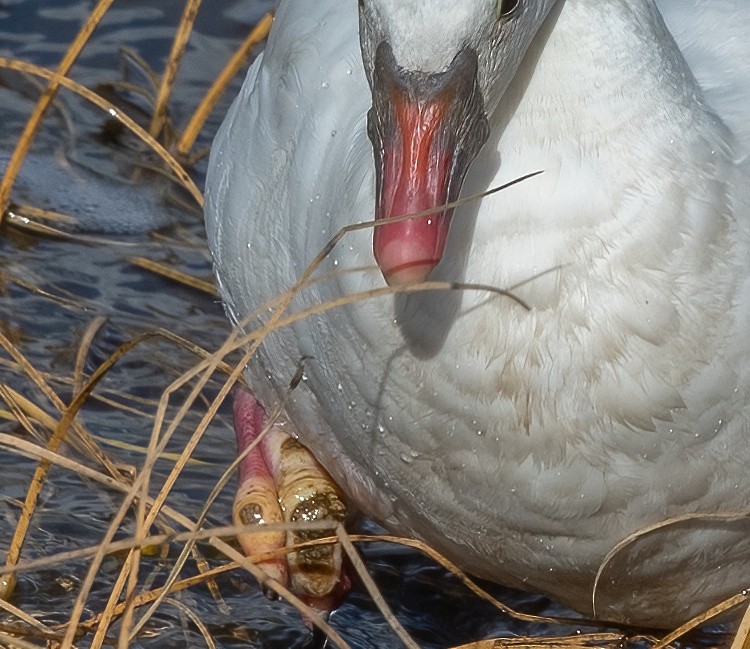 Ross's Goose - ML643176174