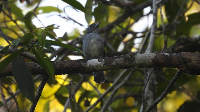 Mouse-colored Antshrike - ML643176191