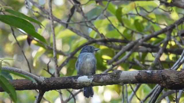 Mouse-colored Antshrike - ML643176192