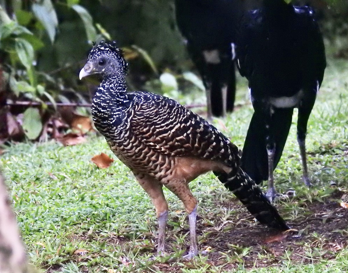 Great Curassow - ML643176197