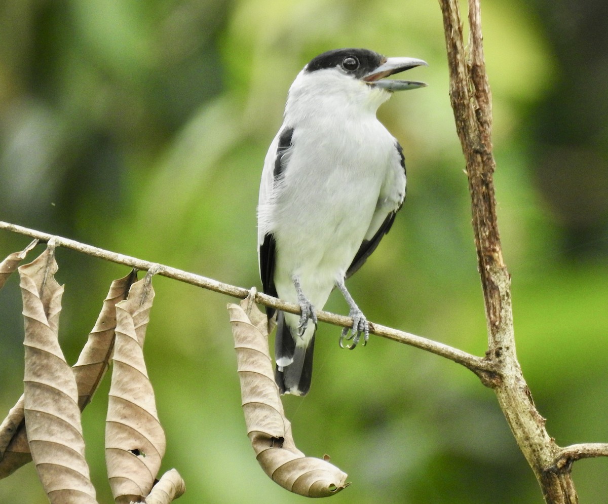 Black-crowned Tityra - ML643176200