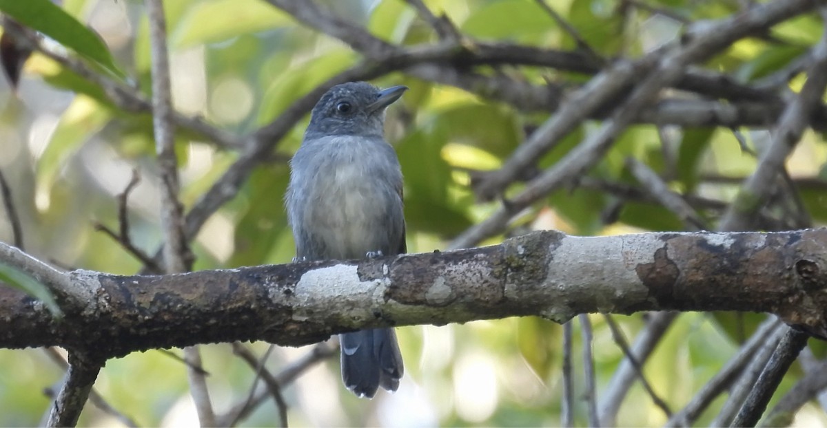 Mouse-colored Antshrike - ML643176202