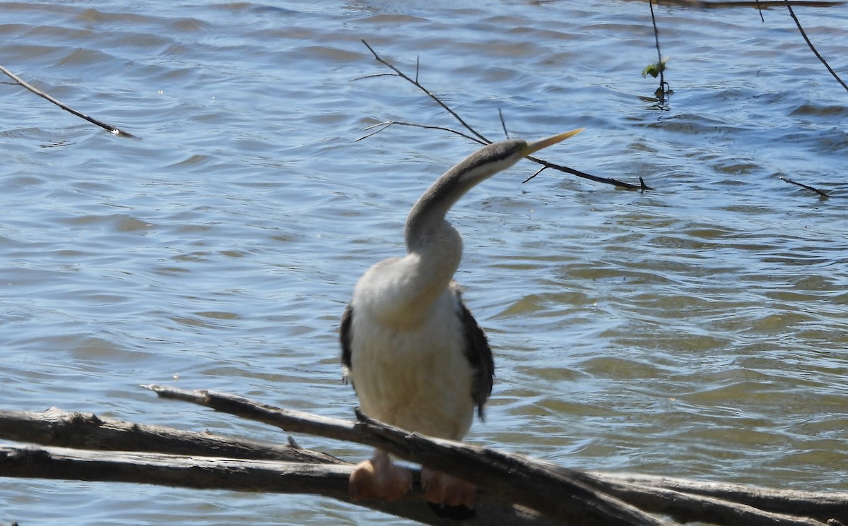 Anhinga australiarra - ML643176207