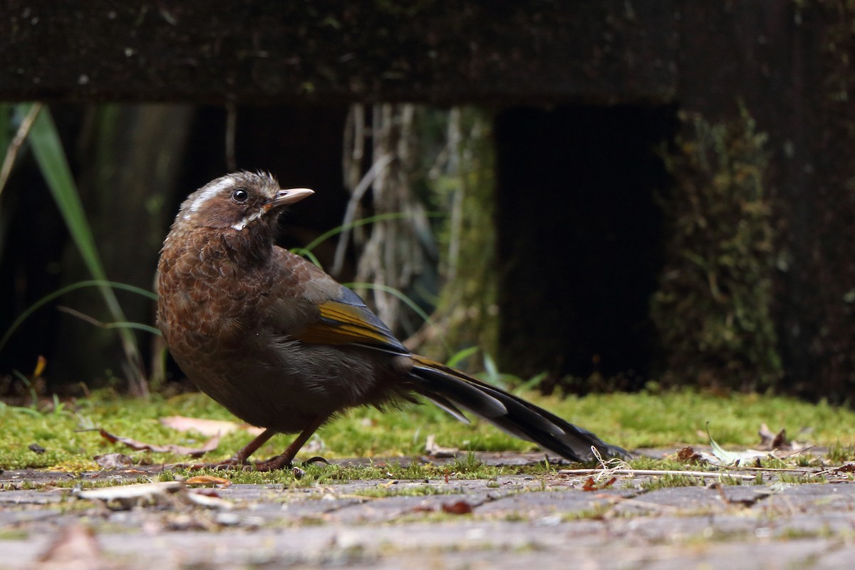 Garrulaxe du Morrison - ML643176208