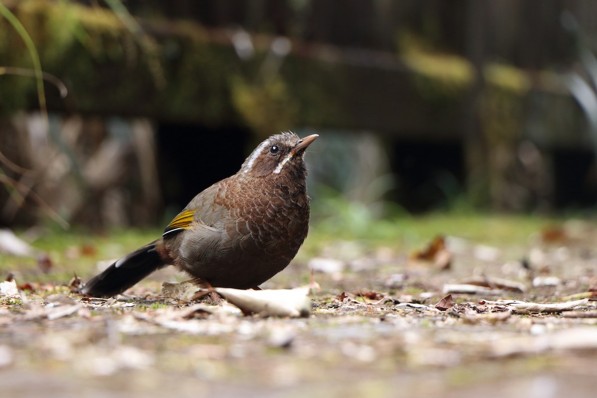 Garrulaxe du Morrison - ML643176209