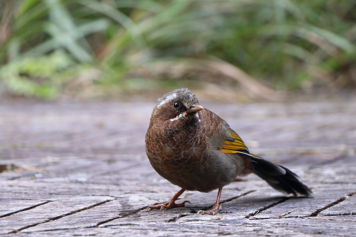 Garrulaxe du Morrison - ML643176210