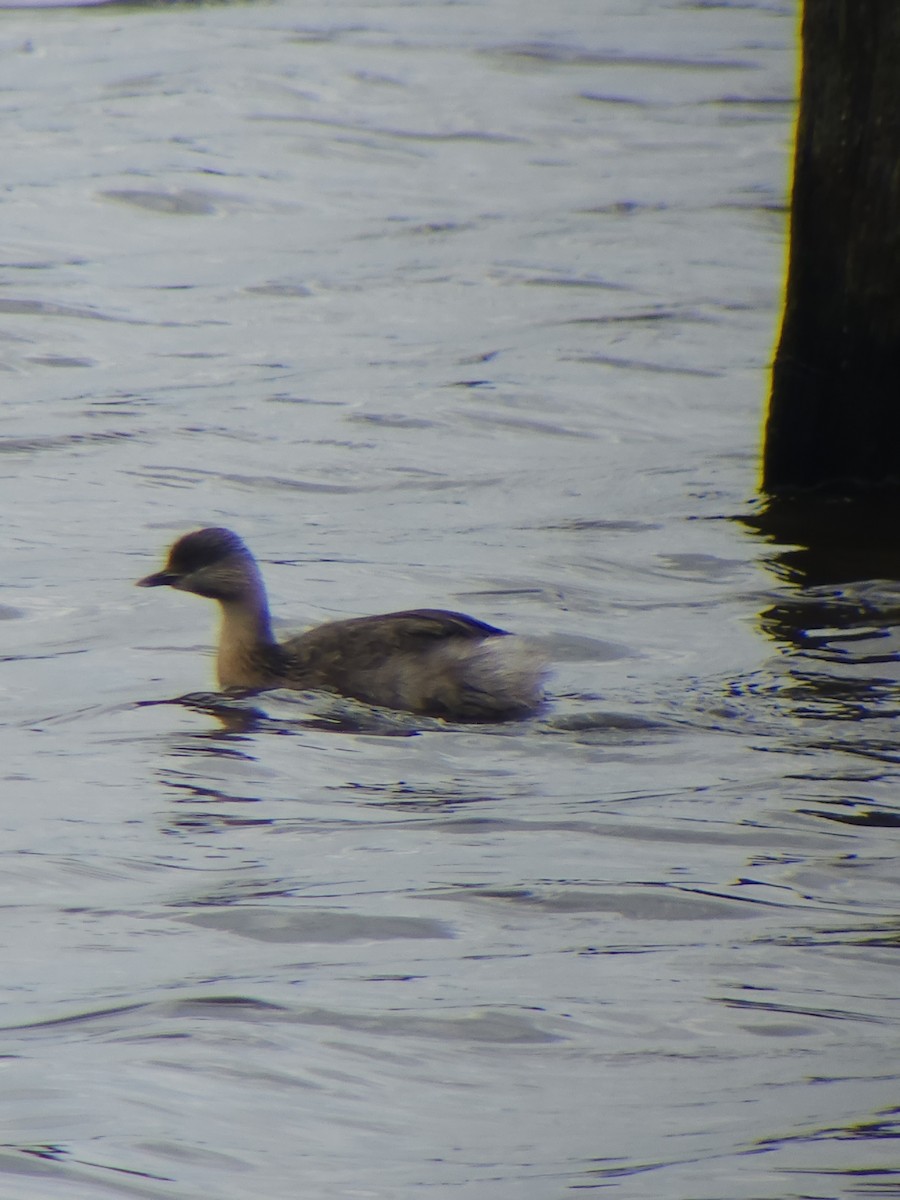 Hoary-headed Grebe - ML643176215