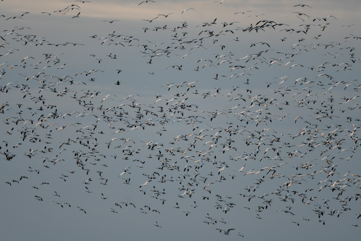 Snow Goose - ML643176217