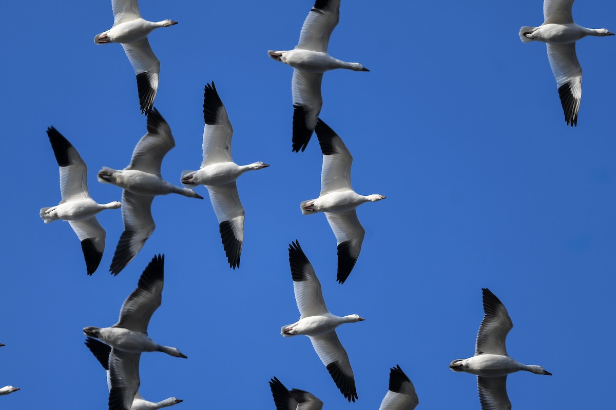 Snow Goose - ML643176218