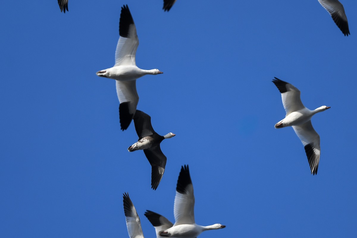 Snow Goose - ML643176220
