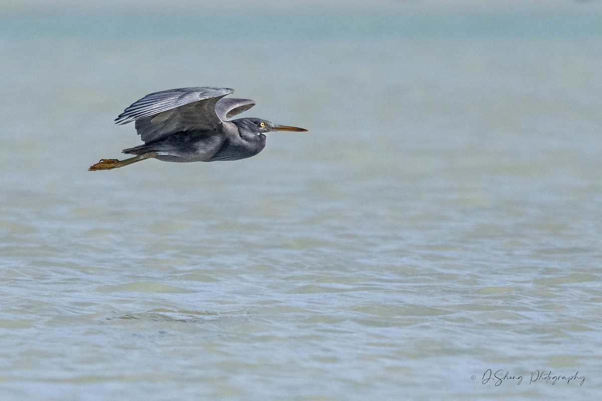 Pacific Reef-Heron - ML643176262