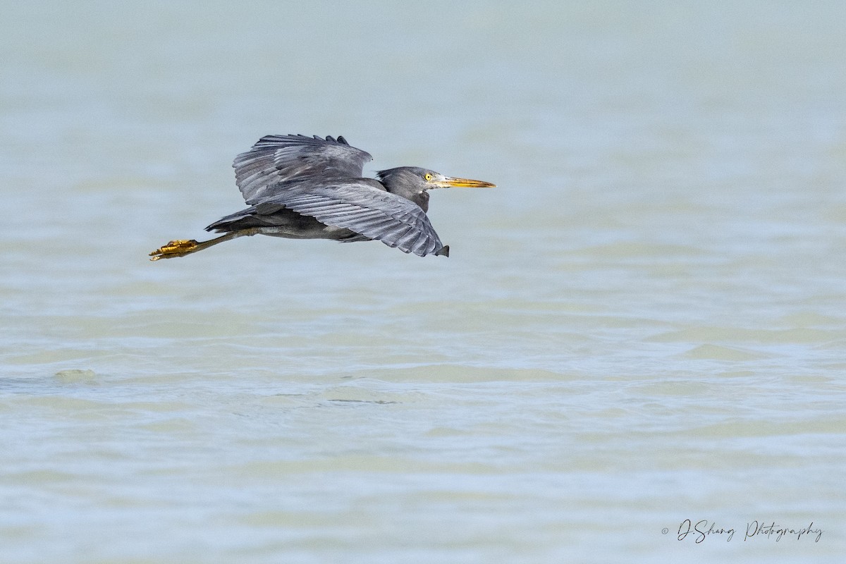 Pacific Reef-Heron - ML643176263