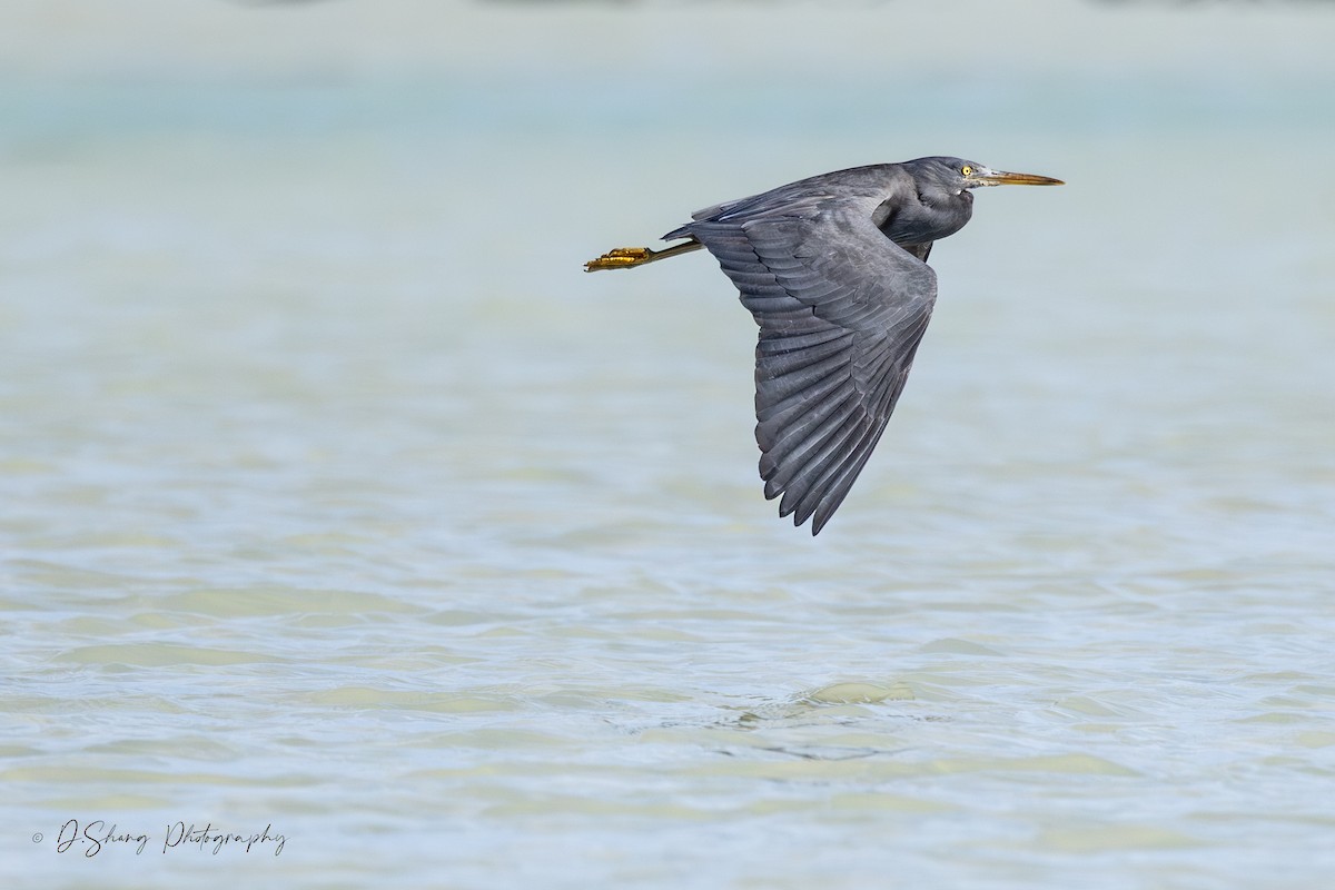 Pacific Reef-Heron - ML643176264