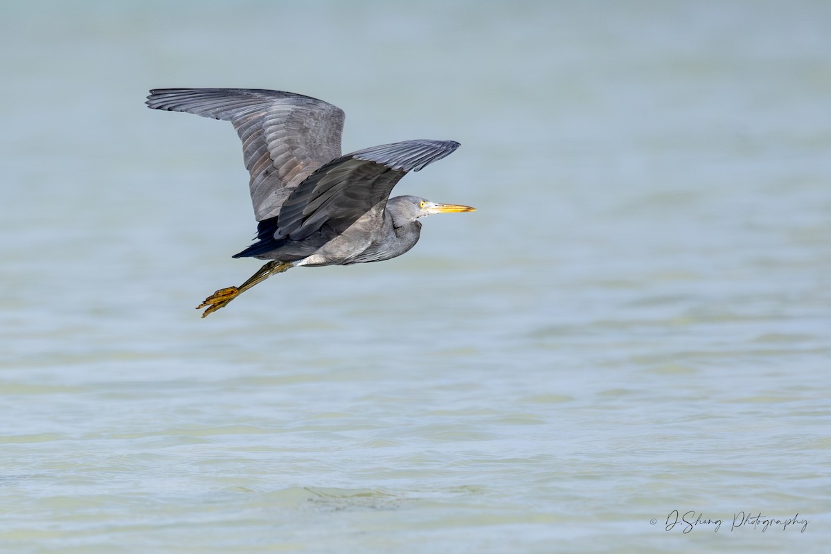 Pacific Reef-Heron - ML643176265