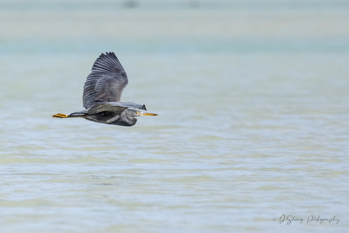 Pacific Reef-Heron - ML643176266