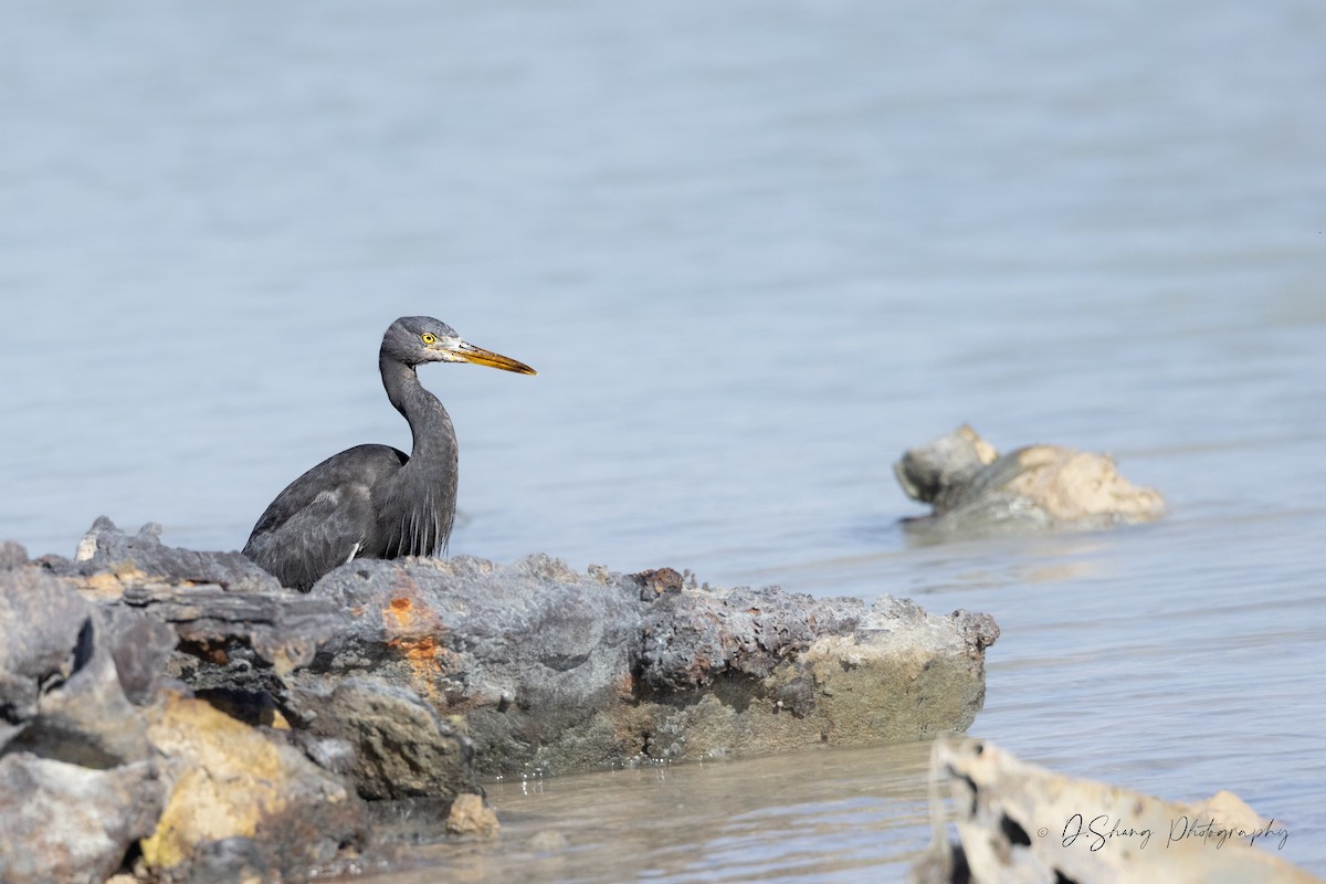 Pacific Reef-Heron - ML643176267