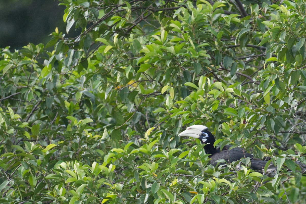 Oriental Pied-Hornbill - ML643176299