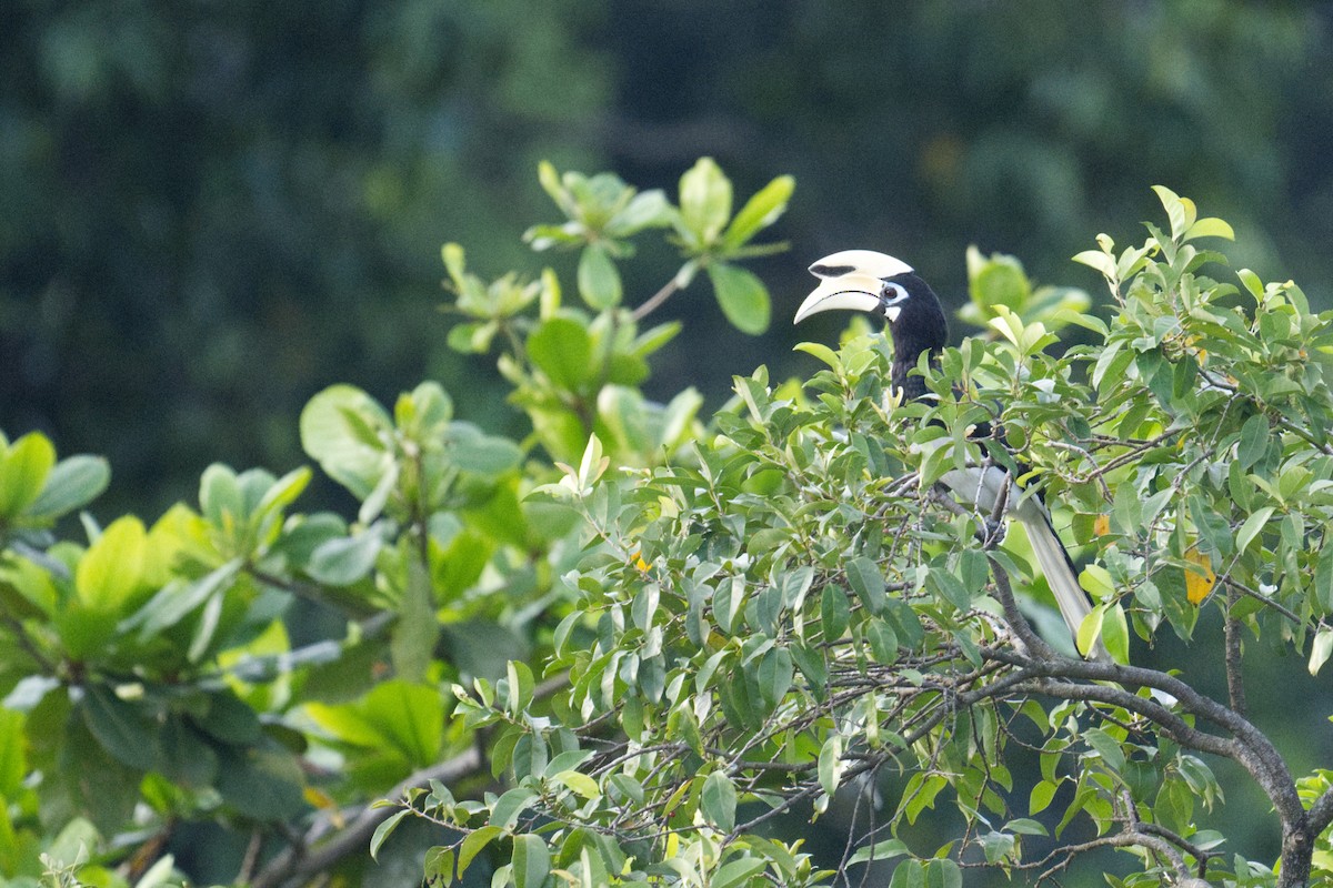Oriental Pied-Hornbill - ML643176300