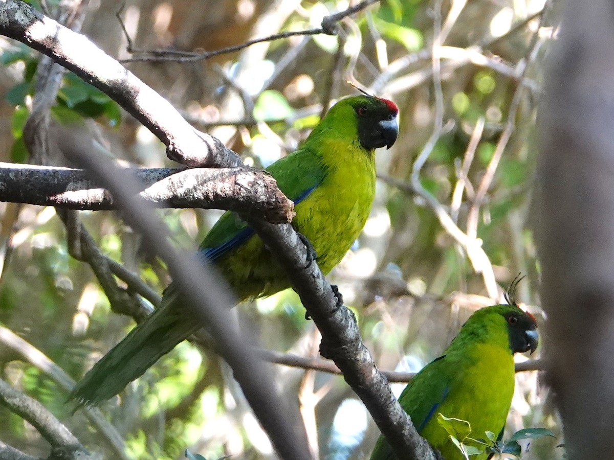 Ouvea Parakeet - ML643176323