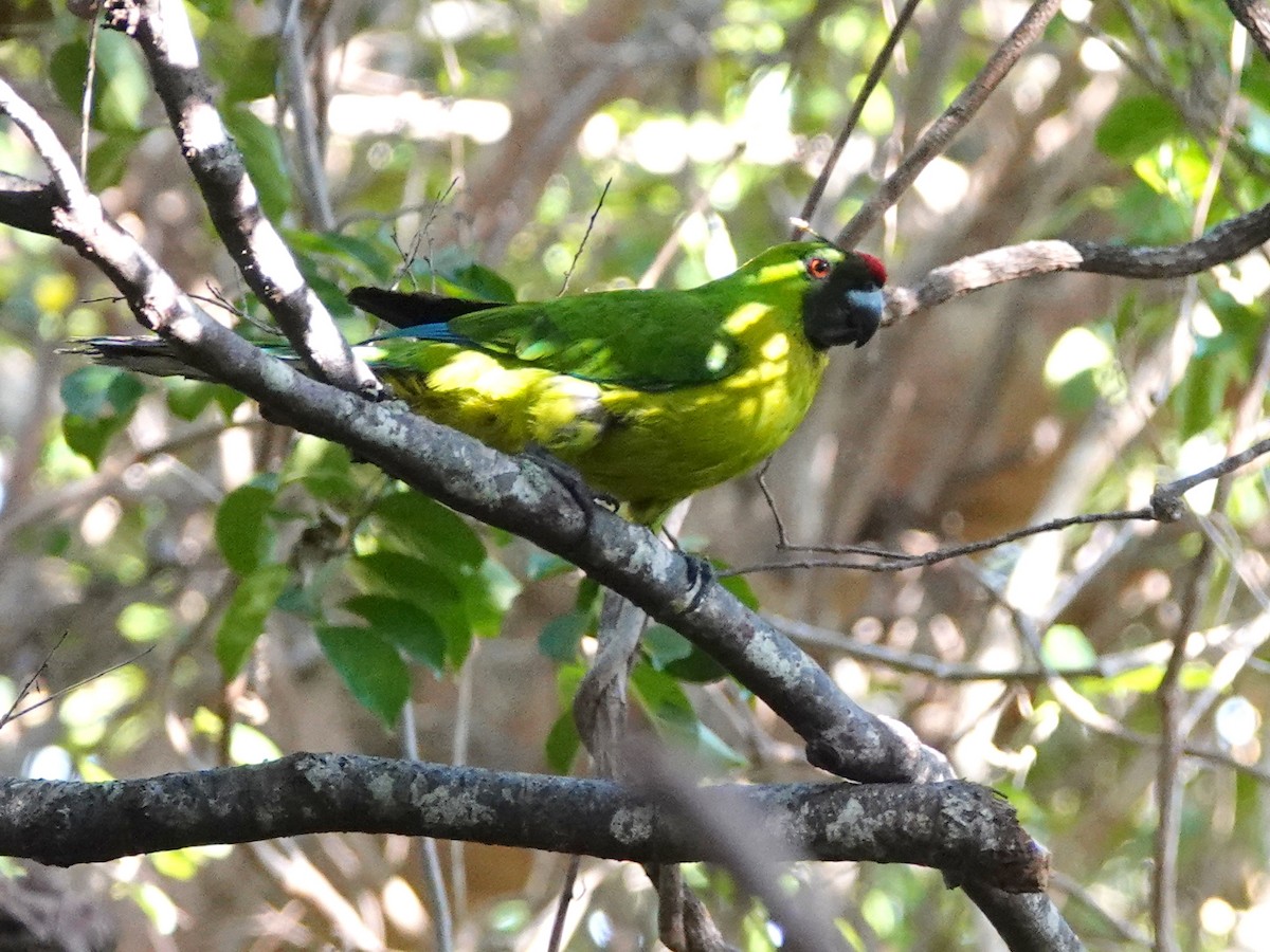 Ouvea Parakeet - ML643176324