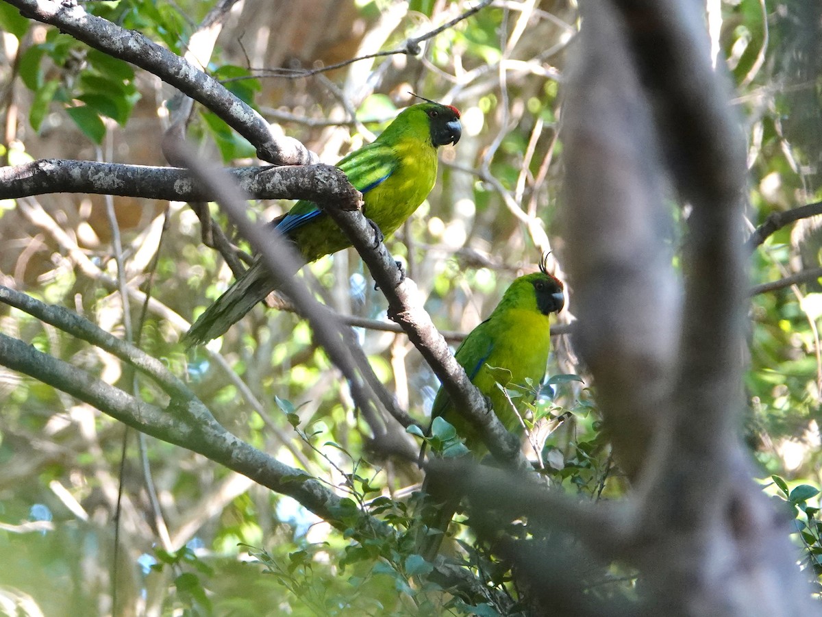 Ouvea Parakeet - ML643176325