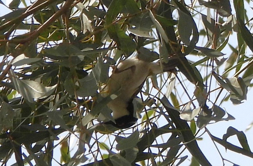 White-naped Honeyeater - ML643176330