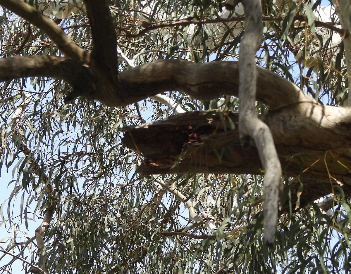 Spotted Pardalote - ML643176334