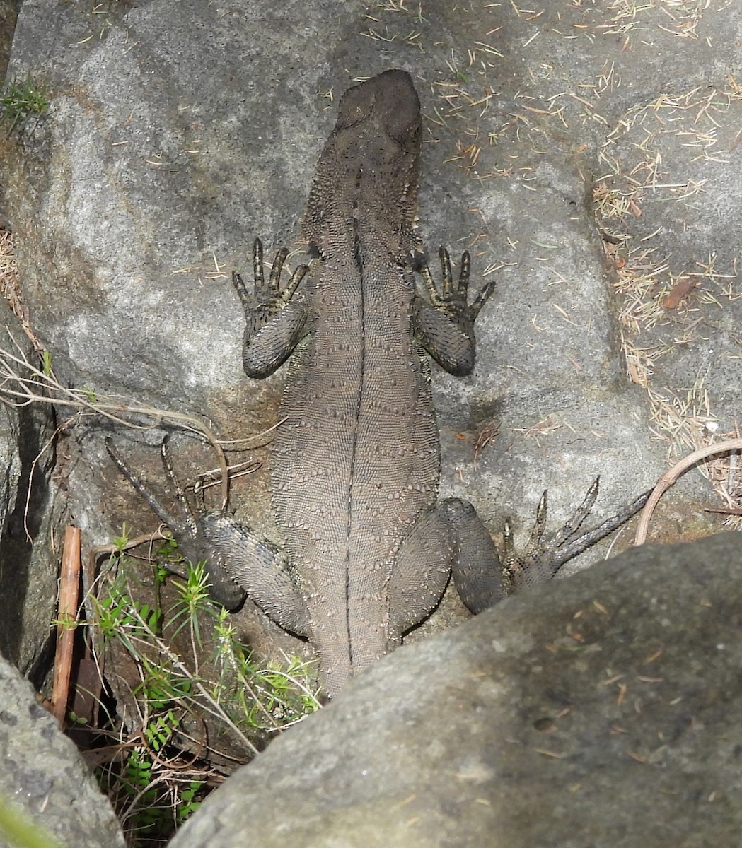 Gippsland Water Dragon - ML643176351