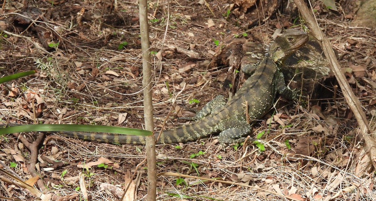 Gippsland Water Dragon - ML643176352