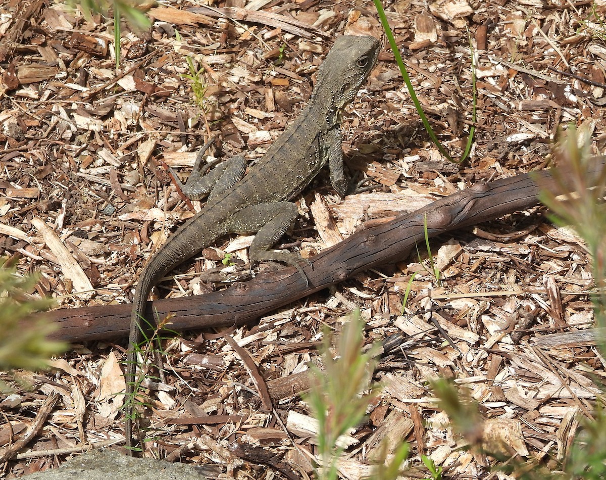 Gippsland Water Dragon - ML643176355