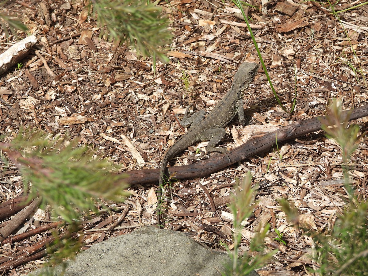 Gippsland Water Dragon - ML643176356