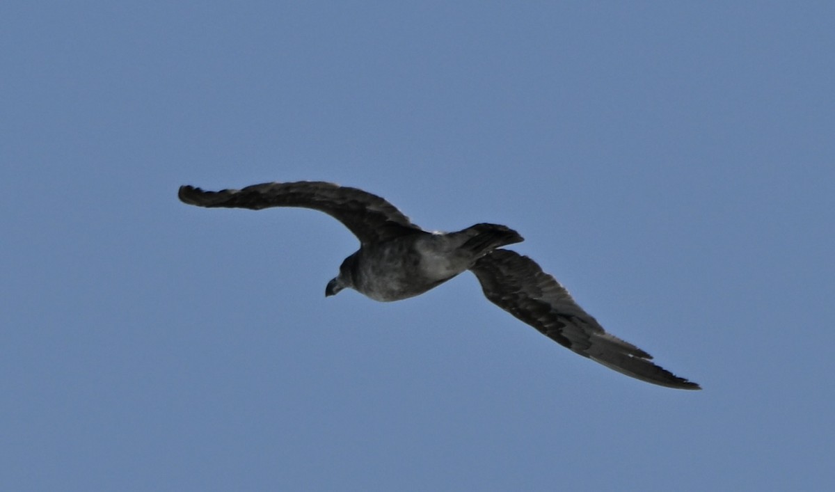 Pacific Gull - ML643176369