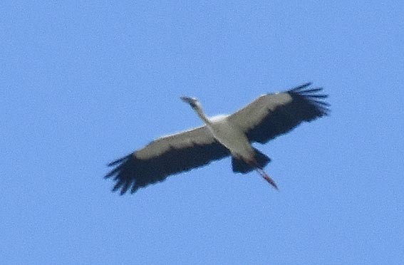 Asian Openbill - ML643176373