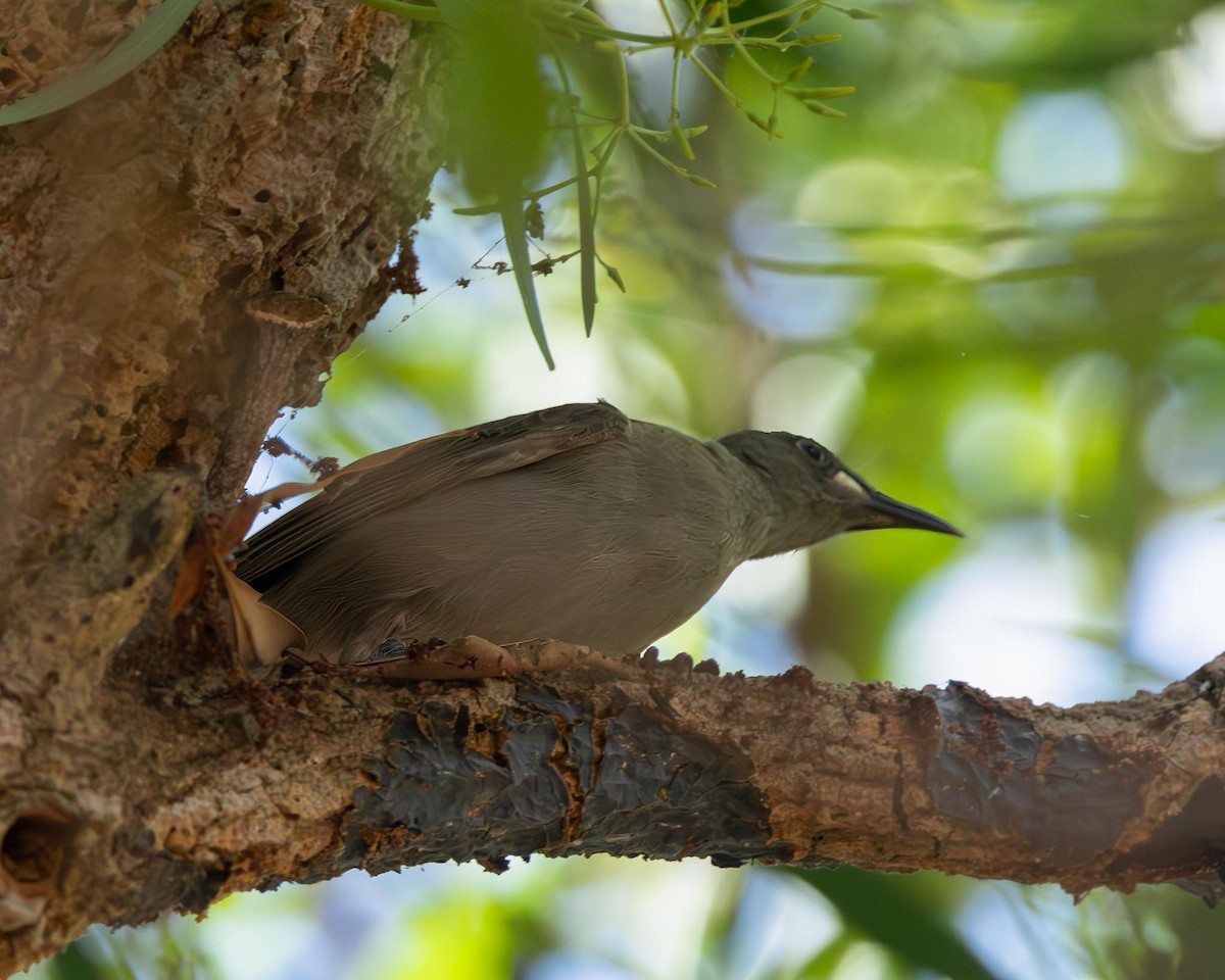 White-gaped Honeyeater - ML643176375