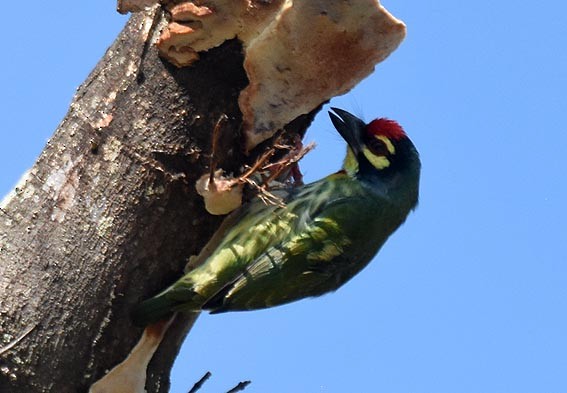 Coppersmith Barbet - ML643176381