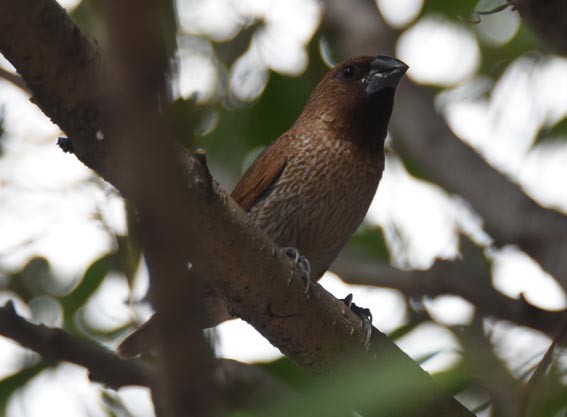 Scaly-breasted Munia - ML643176390