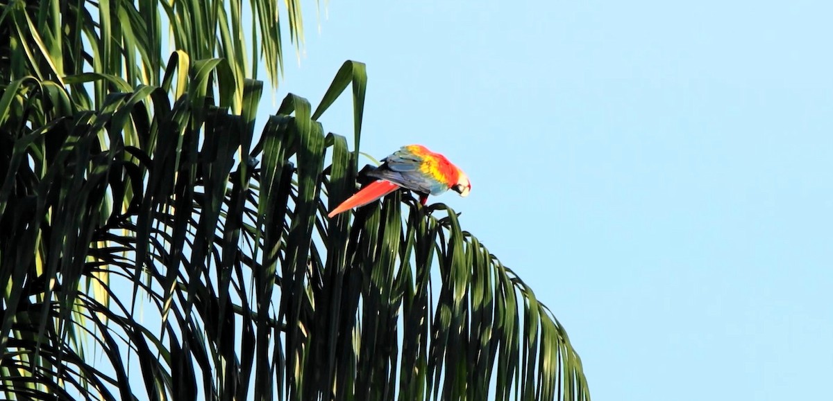 Scarlet Macaw - ML643176393