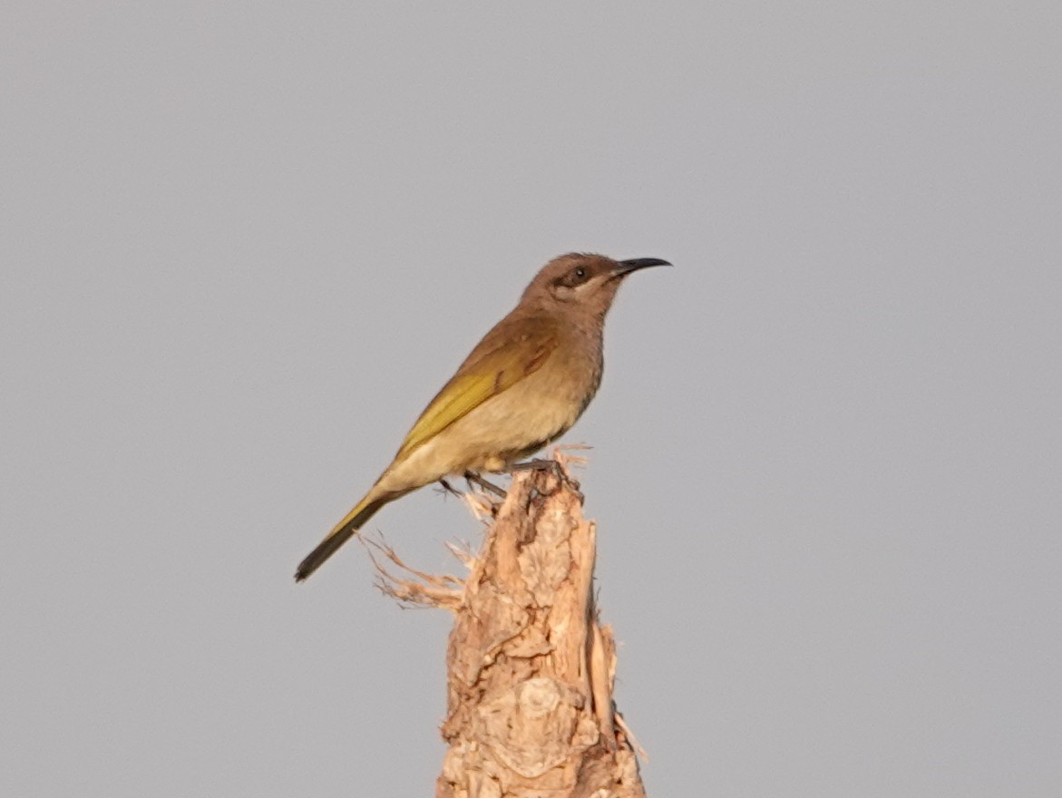 Dark-brown Honeyeater - ML643176403