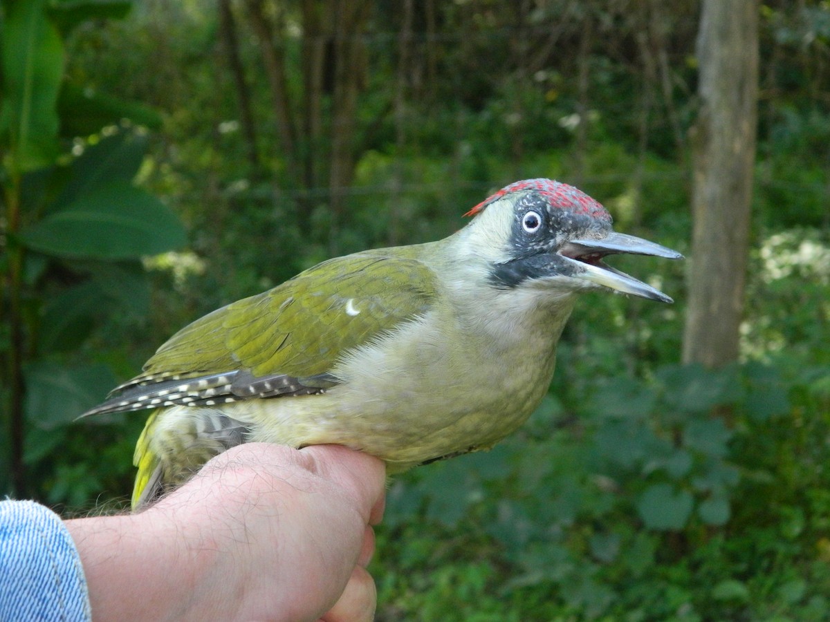 Eurasian Green Woodpecker - ML643176406