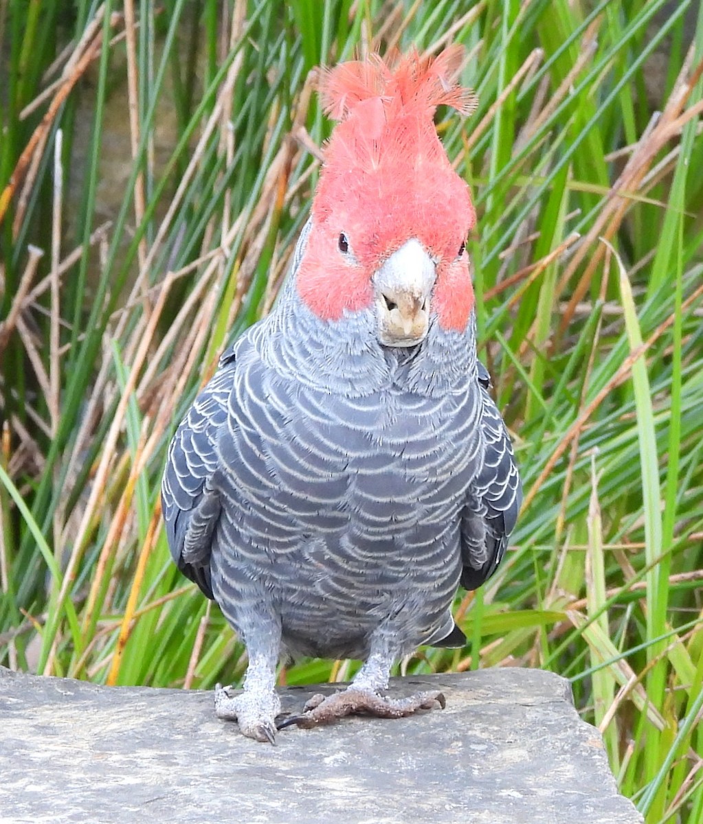 Gang-gang Cockatoo - ML643176411