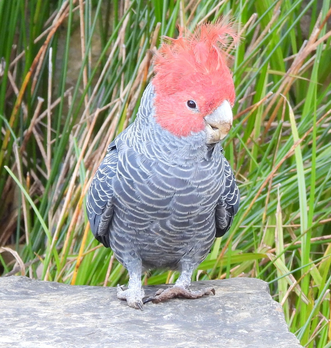 Gang-gang Cockatoo - ML643176413