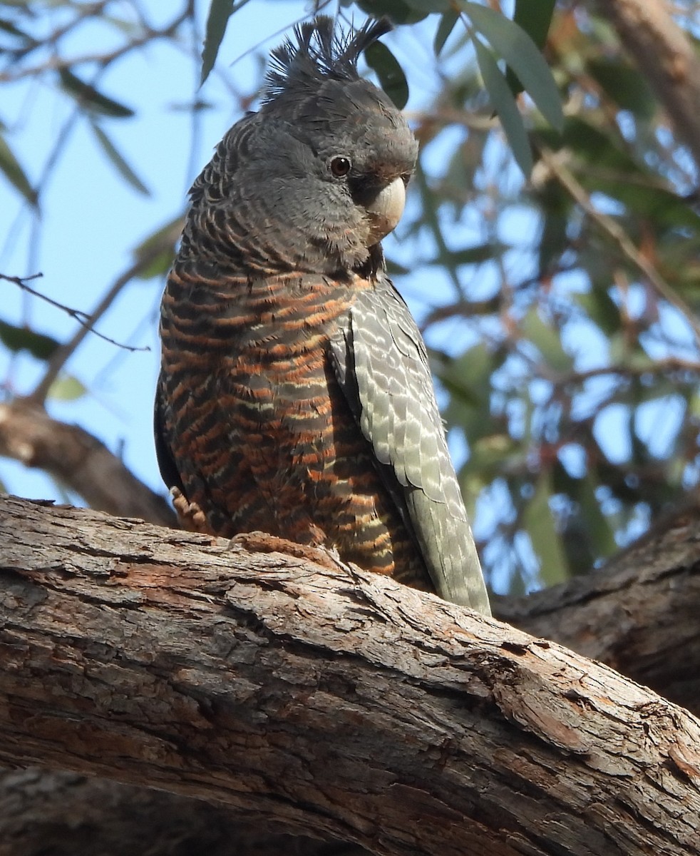 Gang-gang Cockatoo - ML643176416