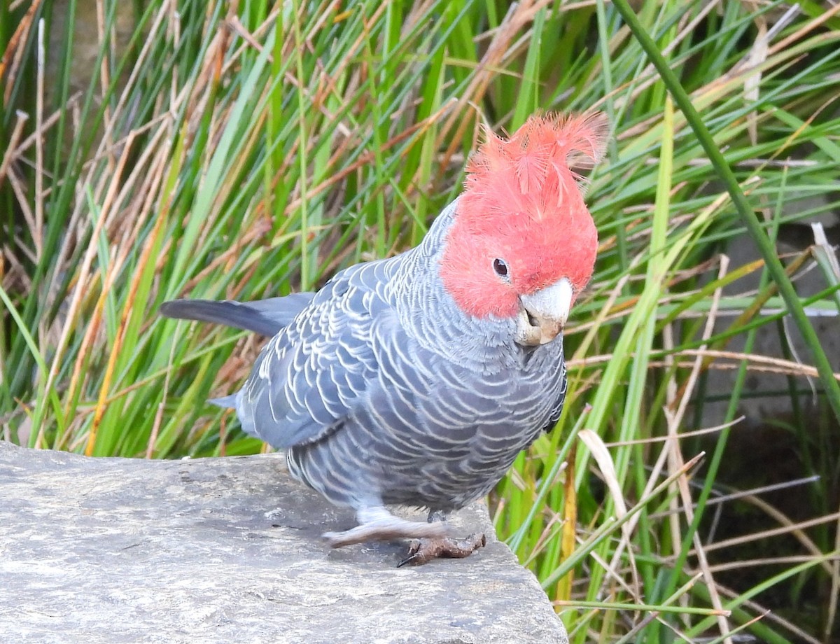Gang-gang Cockatoo - ML643176417