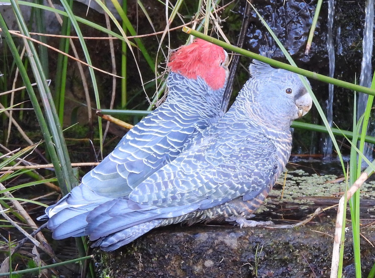 Gang-gang Cockatoo - ML643176419