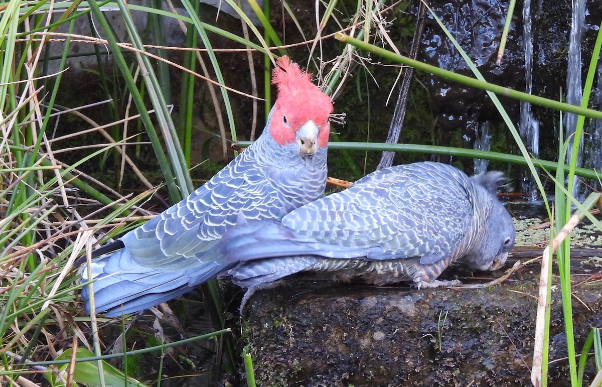 Gang-gang Cockatoo - ML643176420