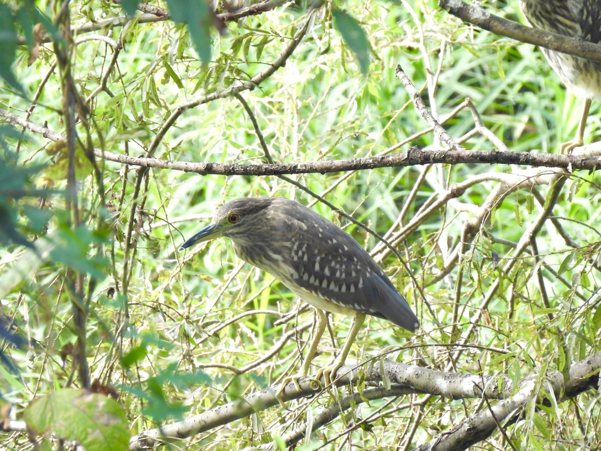 Nitticora - ML643176426