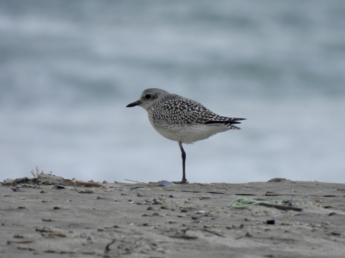 Pivieressa - ML643176443