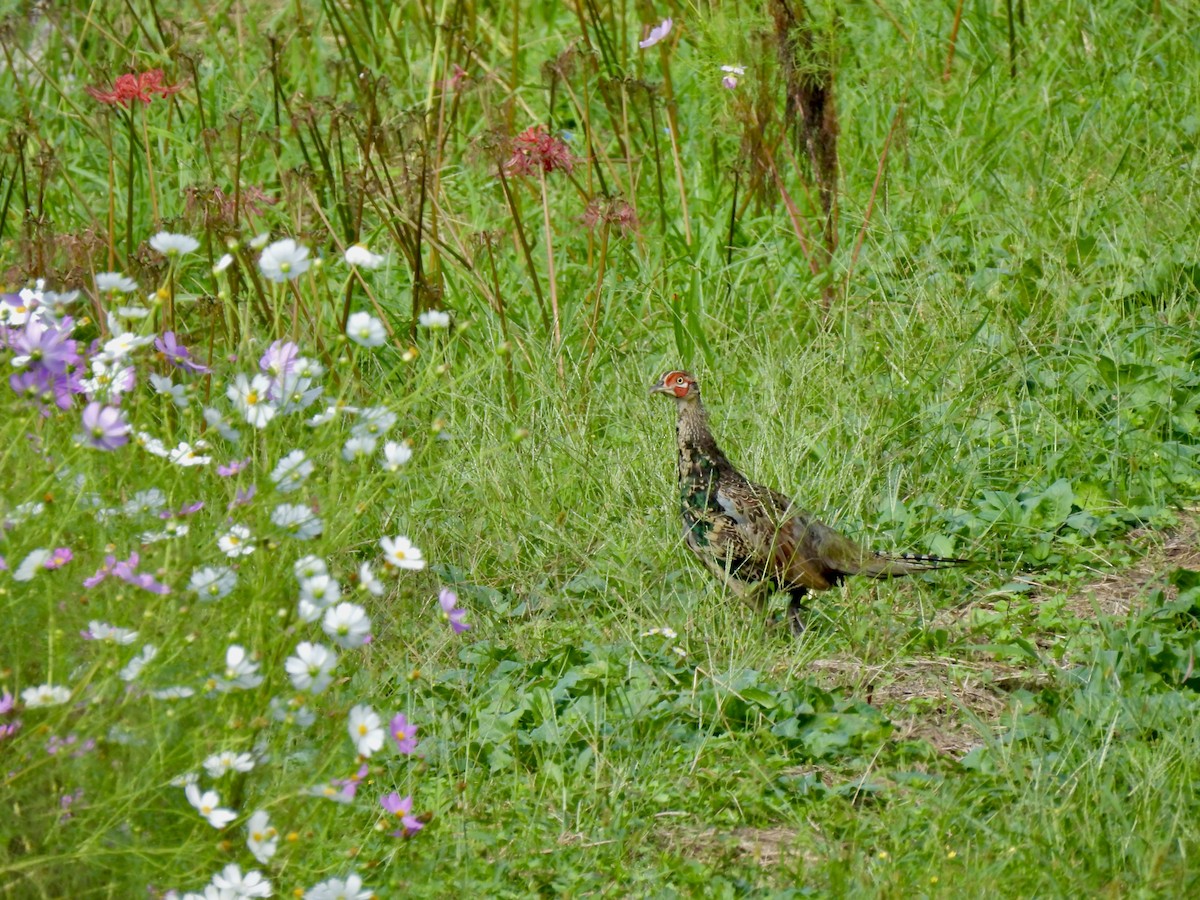 Green Pheasant - ML643176457