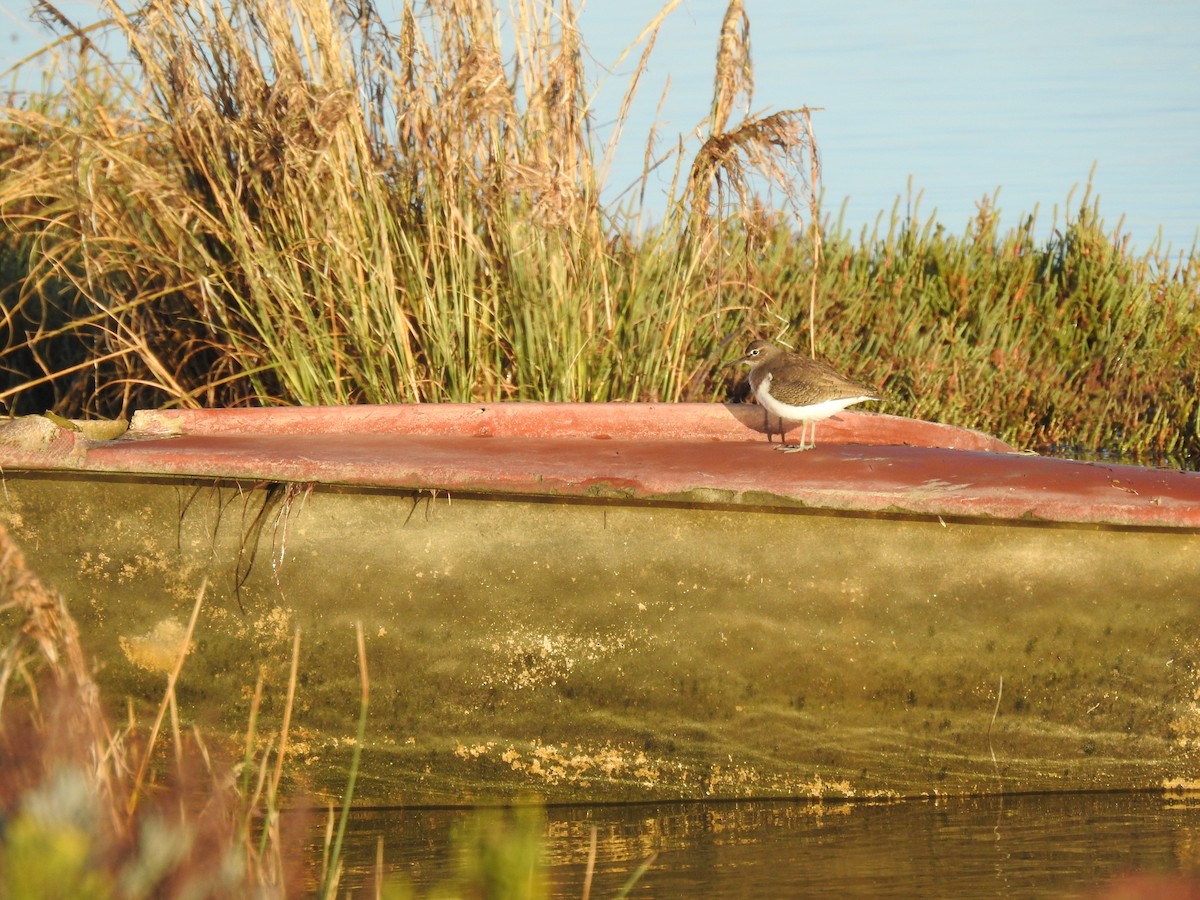 Common Sandpiper - ML643176477