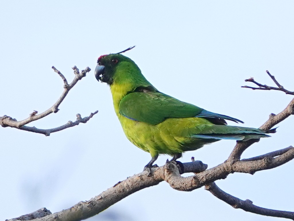 Ouvea Parakeet - ML643176491